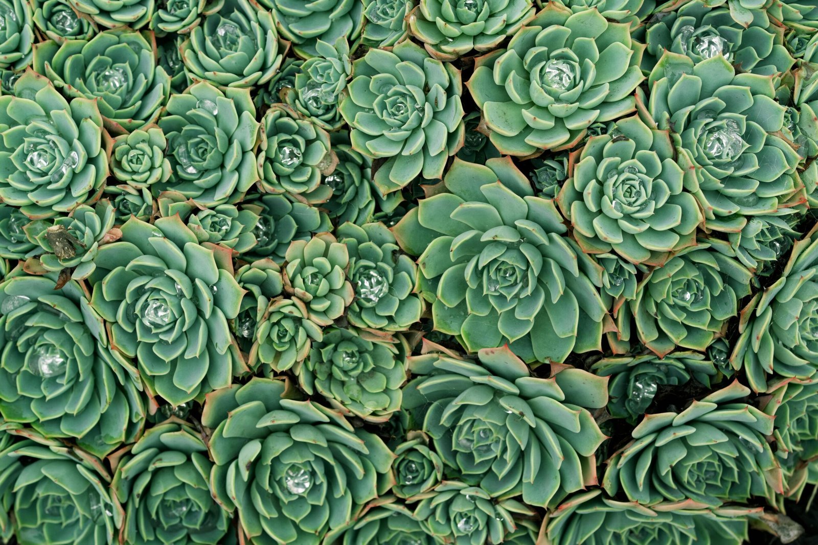 Vibrant green succulents covered with dew droplets create a natural pattern and texture.
